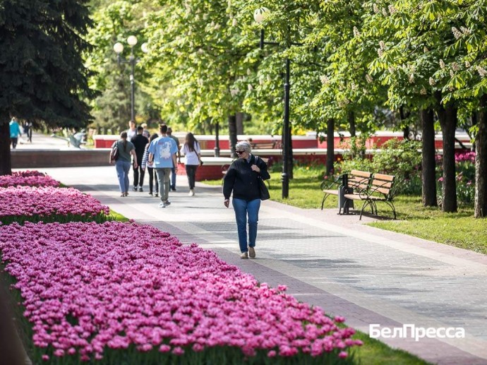 82 тысячи голосов отдали белгородцы за дизайн-проекты благоустройства в 2026 году