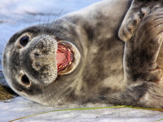 Каспий превращается в кладбище: 90% популяции тюленей исчезло, а выживших выносит на берег Каспий превращается в кладбище: 90% популяции тюленей исчезло, а выживших выносит на берег