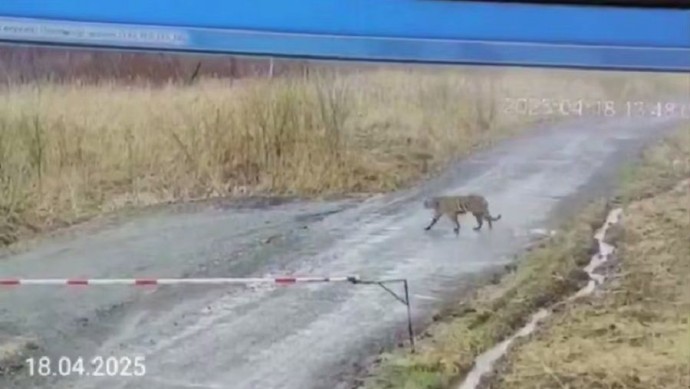 В Приморье тигр прогуливался рядом с крупным свинокомплексом