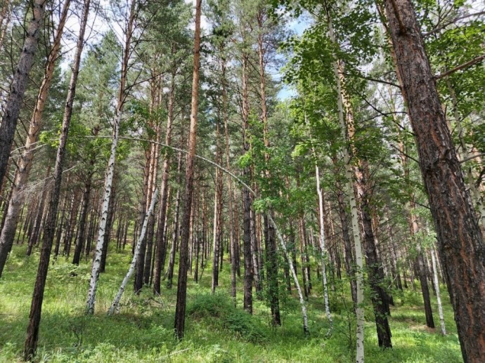 Горе-дровосеки в Бурятии нарубили себе на уголовку