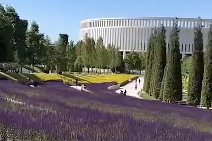 Фиолетовое поле расцвело в российском парке