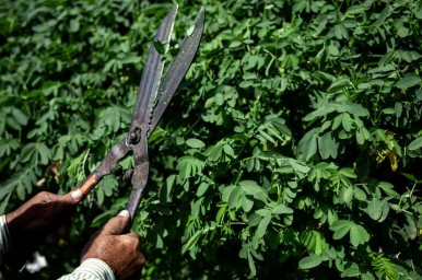 Трава у дома: кому стоит опасаться потери дачи