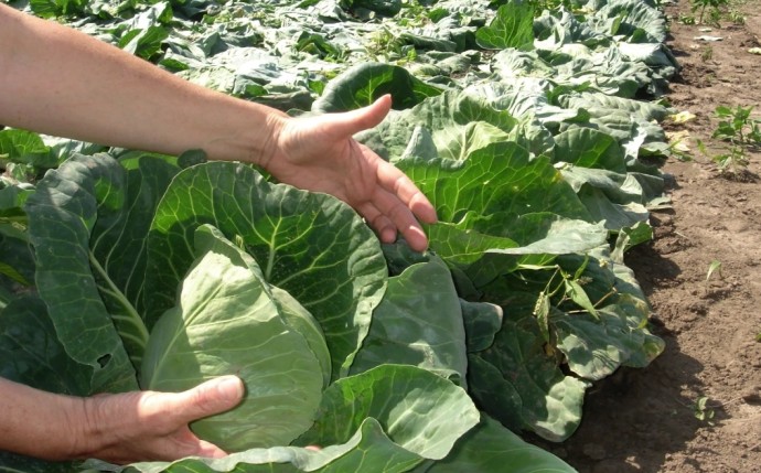 Костромскую область в этом году завалит овощами и картошкой Костромскую область в этом году завалит овощами и картошкой