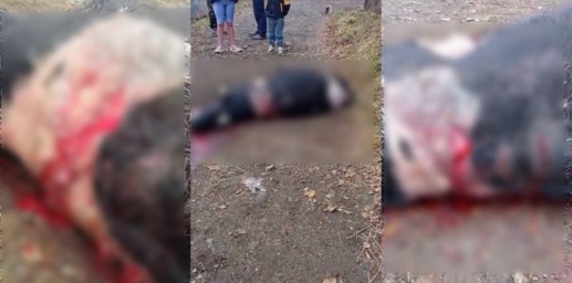 Хищник вышел к домам и задрал телёнка в Приморье