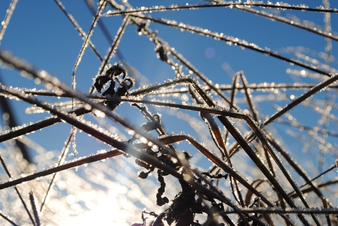 Синоптик Леус: В столичный регион вернутся ночные заморозки Синоптик Леус: В столичный регион вернутся ночные заморозки