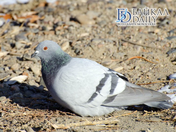 В Иркутске покажут голубей нескольких регионов
