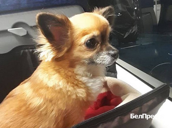 Белгород – Новосибирск стал самым длинным маршрутом для поездки питомцев в поезде Белгород – Новосибирск стал самым длинным маршрутом для поездки питомцев в поезде