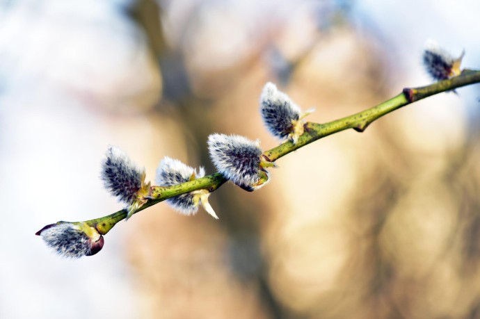 Германия — Белое Рождество отменяется?