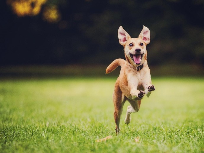 Возраст и здоровье указали как ограничители скорости собаки — зоологи Возраст и здоровье указали как ограничители скорости собаки — зоологи