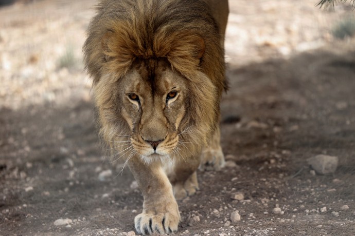 В Подмосковье на видео сняли льва, игравшего с первым снегом