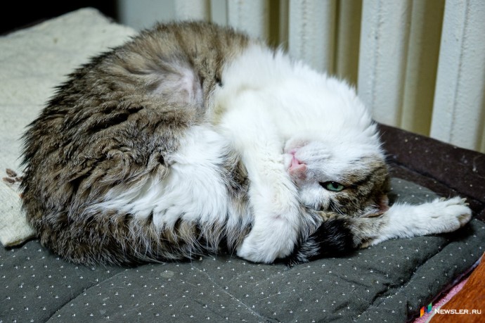 В Октябрьском районе будут вакцинировать кошек и собак