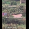 Агрессивные собаки продолжают терроризировать отдыхающих на Щитовой