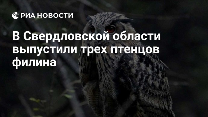 В Свердловской области выпустили трех птенцов филина