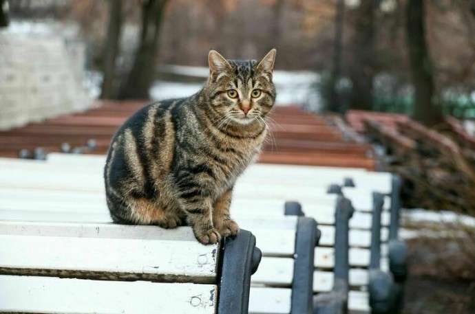 Первый снег может выпасть в Москве уже на следующей неделе Первый снег может выпасть в Москве уже на следующей неделе