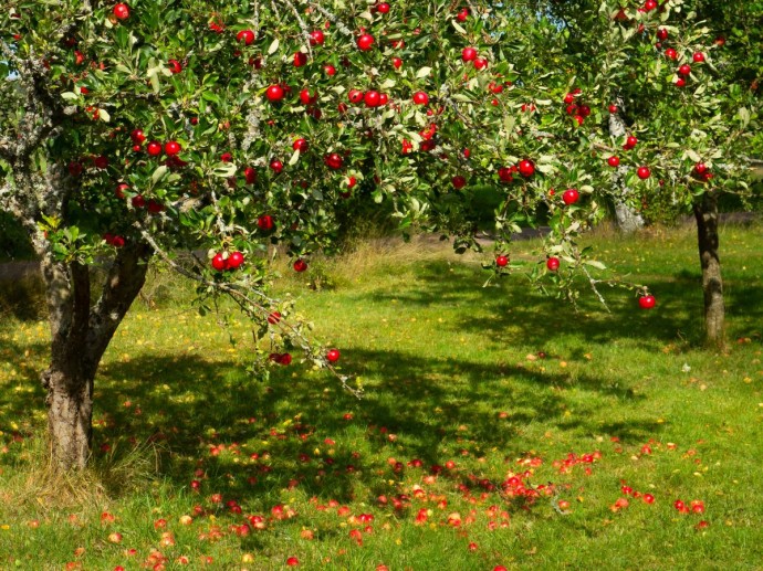 Паразитический гриб трутовик вызывает гниение древесины яблони