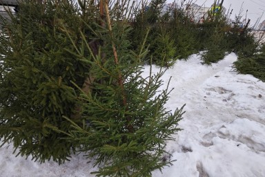 Елочные базары начинают работать в Вологде