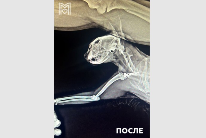 Ветеринары в Москве спасли кошку Нору после падения с восьмого этажа