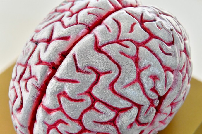 Выставка «Природа ткани» откроется в Биологическом музее 8 ноября