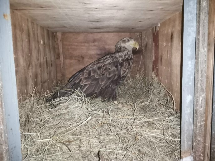 Орлана-белохвоста отправили из Кирова в Москву Орлана-белохвоста отправили из Кирова в Москву