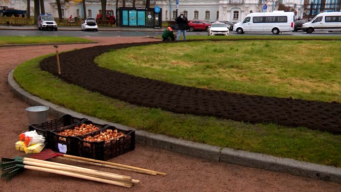 В парке Авиаторов и на площади Растрелли высаживают тюльпаны и гиацинты