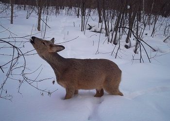 В Хинганском заповеднике сняли обед косули