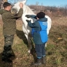 Лошадей Ромненского округа обследуют на предмет «венерической» дурины