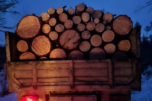 В Амурской области мужчина незаконно вырубил лиственницы