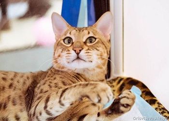 Козерогам стоит начать что-то глобальное, Рыбы приобретут мощного союзника