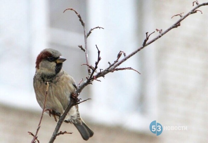 Синоптики рассказали, каким будет декабрь в Новгородской области