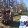 «Потомка» Тополя Победы из Сталинграда посадят в парке «Патриот» Тула