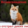 В районе Башкирии участились случаи выхода диких лис к людям