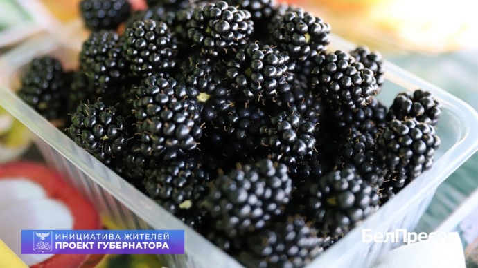 Своё дело. Как семья из волоконовского села Голофеевка выращивает ежевику Своё дело. Как семья из волоконовского села Голофеевка выращивает ежевику