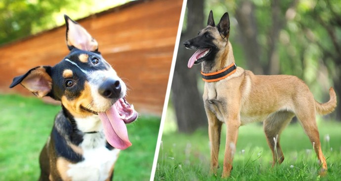 Кому и как оставить своего домашнего питомца на время путешествия? Кому и как оставить своего домашнего питомца на время путешествия?