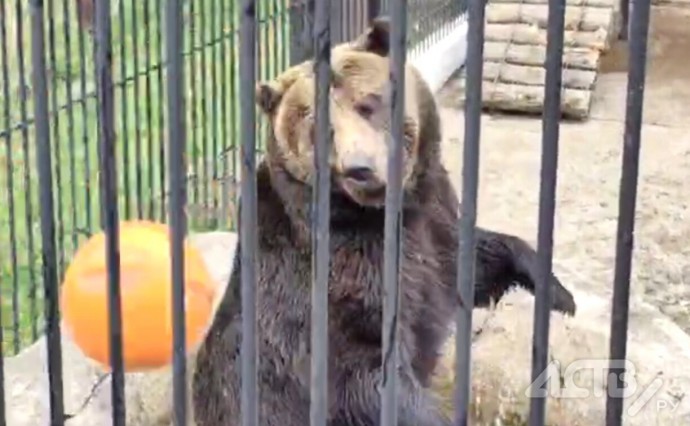 Самое милое видео дня: медведь играет с мячом в Сахалинском зоопарке