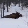 На Сахалине спасли лося, который запутался в проводах в лесу