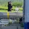 Любопытный медведь пришёл к сотрудникам ТЭЦ на севере Сахалина
