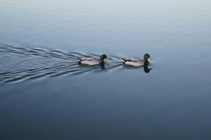 В Кировской области завершился сезон охоты на пернатую дичь В Кировской области завершился сезон охоты на пернатую дичь