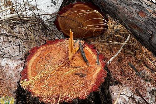 Амурчанин срубил деревья возле дома культуры Амурчанин срубил деревья возле дома культуры