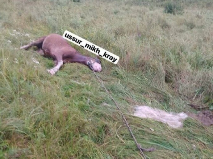 Убитую лошадь с глубокими ранами нашли в пригороде Владивостока