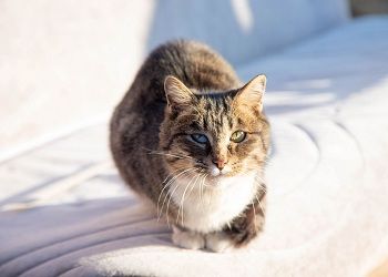 У Скорпионов прибавится хлопот, Водолеев подведет интуиция У Скорпионов прибавится хлопот, Водолеев подведет интуиция