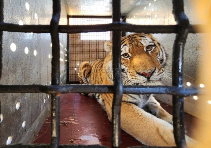 Двух краснокнижных самок амурского тигра передали в Московский зоопарк Двух краснокнижных самок амурского тигра передали в Московский зоопарк