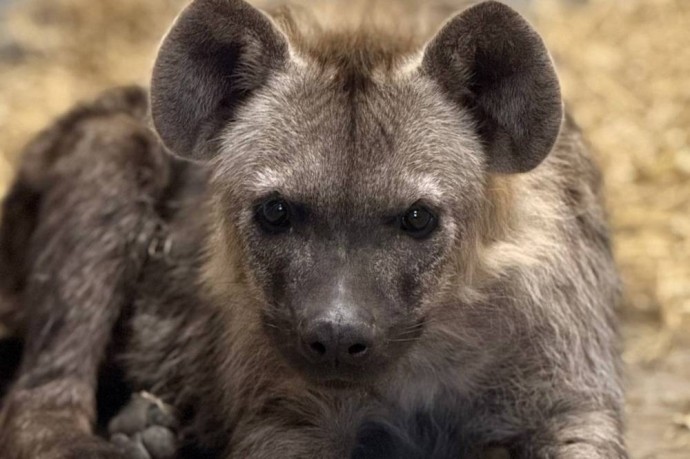 В Пермский зоопарк прибыли новые животные В Пермский зоопарк прибыли новые животные