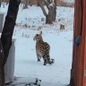 Краснокнижный хищник вышел к людям в Приморском крае