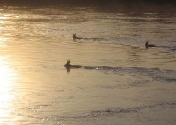 В Приамурье косули «предсказали» малоснежную зиму В Приамурье косули «предсказали» малоснежную зиму