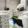 Из Курской области не пустили в Беларусь 765 тонн зараженного рапса