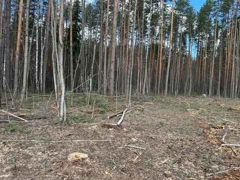52-летний ИП осужден в Мордовии за незаконную рубку лесных насаждений