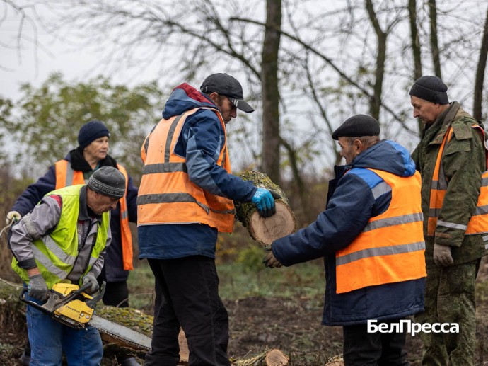 В Корочанском районе вырубают сухостой для заготовки дров В Корочанском районе вырубают сухостой для заготовки дров