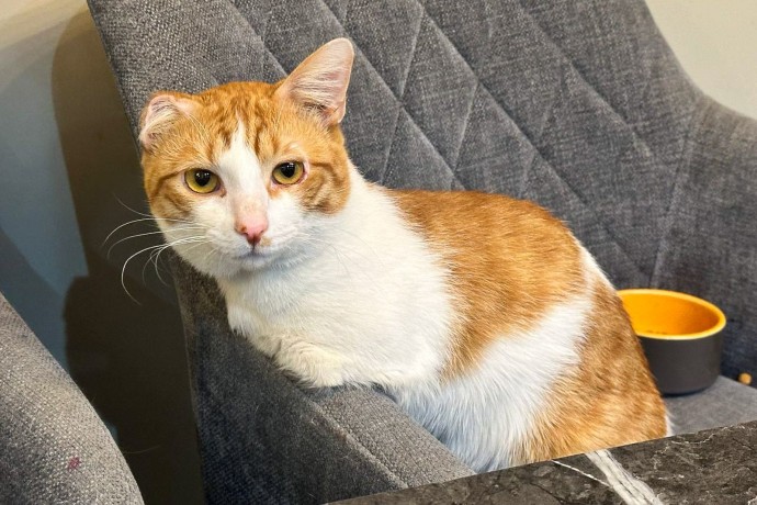 Не забыть проверить машину: как простая привычка может спасти животное