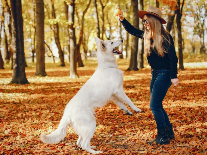 Ежедневные прогулки с собакой снижают вес на 5–7 кг за год — врач Демьяновская