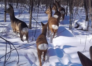 В Хинганском заповеднике рассказали, зачем косулям «зеркала»